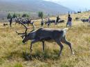 Reindeer with big antlers, Cairngorm Mountains, Scotland